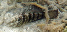 Amblygobius albimaculatus