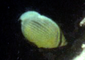 Rotmeer-Rippelfalterfisch oder Rippenstreifen-Falterfisch (Blacktail Butterflyfish, Chaetodon austriacus)