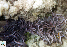 Prachtanemone (Magnificent Sea Anemone, Heteractis magnifica)