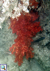 Weichkoralle (Carnation Tree Coral, Dendronephthya sp.)