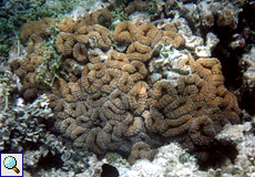 Rosenkoralle oder Mäanderkoralle (Brain Coral, Lobophyllia sp.)