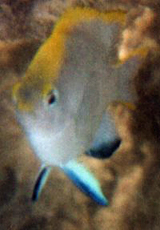 Junger Schwarzer Riffbarsch (Bowtie Damselfish, Neoglyphidodon melas)