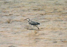 Küstenreiher (Western Reef Heron, Egretta gularis schistacea), dunkle Morphe