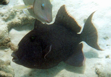 Blaustreifen-Drückerfisch (Blue Lined Trigger, Pseudobalistes fuscus)