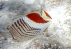 Rotmeer-Orange-Falterfisch