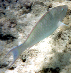 Weiblicher Langnasen-Papageifisch (Candelamoa Parrotfish, Hipposcarus harid)