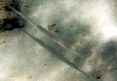 Glatter Flötenfisch (Bluespotted Cornetfish, Fistularia commersonii)