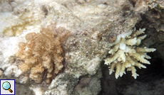 Geweihkoralle (Staghorn Coral, Acropora sp.)