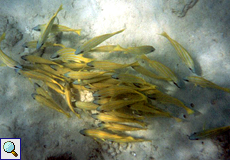 Blaustreifen-Schnapper (Bluestripe Snapper, Lutjanus kasmira)