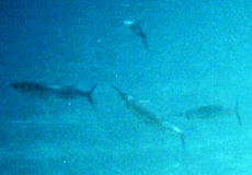 Krokodil-Hornhecht (Hound Needlefish, Tylosurus crocodilus)
