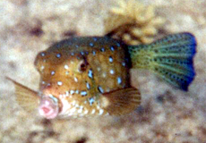 Gelbbrauner Kofferfisch (Yellow Boxfish, Ostracion cubicus)