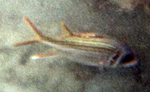 Schwarzfleck-Husar oderBlutfleck-Husarenfisch (Sammara Squirrelfish, Neoniphon sammara)