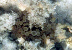 Blasenanemone (Bubble-tip Anemone, Entacmaea quadricolor)