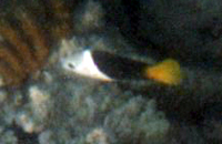 Junger Zweifarben-Bannerlippfisch (Blackeye Thicklip, Hemigymnus melapterus)