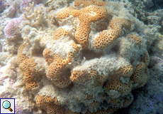 Steinkoralle (Brain Coral, Goniastrea sp.)