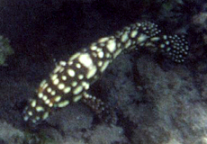 Summana-Zackenbarsch (Summan Grouper, Epinephelus summana)