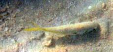 Gelbflossenbarbe (Yellowfin Goatfish, Mulloidichthys vanicolensis)