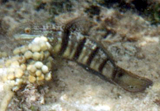 Schwarzfleck-Grundel (Butterfly Goby, Amblygobius albimaculatus)