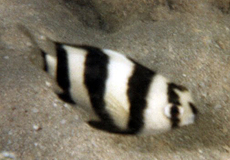 Fünfbinden-Demoiselle oder Fünfbinden-Preußenfisch (Footballer Demoiselle, Chrysiptera annulata)