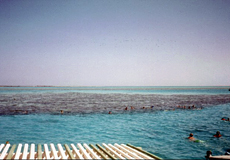 Korallenbank durch die Wasseroberfläche betrachtet