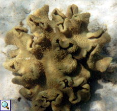 Troglederkoralle (Toadstool Coral, Sarcophyton trocheliophorum)