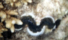 Riesenmuschel (Maxima Clam, Tridacna maxima)