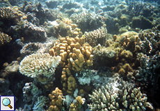 Verschiedene Korallenarten