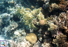 Farbenfrohe Korallengemeinschaft