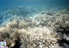 Korallen an den Giftun-Inseln