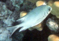 Gelbseiten-Riffbarsch (Yellowflank Damselfish, Amblyglyphidodon flavilatus)