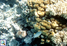 Junger Gelbseiten-Riffbarsch (Amblyglyphidodon flavilatus) und Korallen