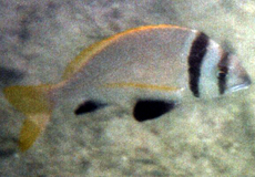 Doppelband-Brasse oder Zweibandbrasse (Twobar Seabream, Acanthopagrus bifasciatus)