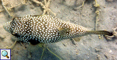 Weißflecken-Kugelfisch (White-spotted Puffer, Arothron hispidus)