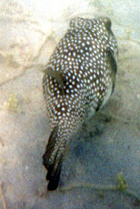 Weißflecken-Kugelfisch (Arothron hispidus)