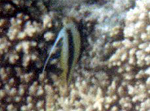 Rotmeer-Wimpelfisch (Red Sea Bannerfish, Heniochus intermedius)