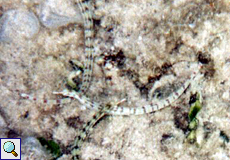 Schultz Seenadel (Schultz's Pipefish, Corythoichthys schultzi)