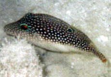 Zwerg-Spitzkopfkugelfisch (Pygmy Toby, Canthigaster pygmaea)
