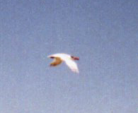 Raubseeschwalbe (Caspian Tern, Hydroprogne caspia)