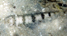 Riff-Eidechsenfisch (Variegated Lizardfish, Synodus variegatus)