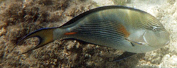 Arabischer Doktorfisch (Sohal Tang, Acanthurus sohal)