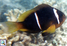 Rotmeer-Anemonenfisch (Two-band Anemonefish, Amphiprion bicinctus)
