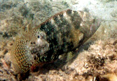 Abudjubbes Lippfisch (Abudjubbe's Splendor Wrasse, Cheilinus abudjubbe)