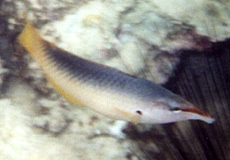 Weiblicher Rotmeer-Vogelfisch (Green Birdmouth Wrasse, Gomphosus caeruleus klunzingeri)