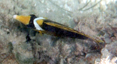 Tabak-Falterfisch (Diagonal Butterflyfish, Chaetodon fasciatus)