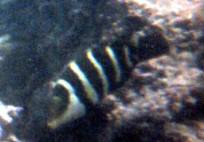 Streifen-Bannerlippfisch (Barred Thicklip, Hemigymnus fasciatus)