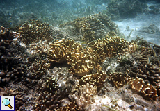 Finger-Lederkoralle (Leather Coral, Sinularia sp.)