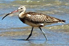 Brachvogel (Western Curlew, Numenius arquata)