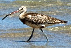 Großer Brachvogel (Western Curlew, Numenius arquata)