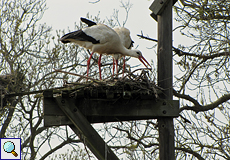 Weißstörche (Ciconia ciconia) auf einer künstlichen Nistplattform