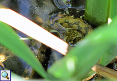 Vipernatter (Natrix maura) in einem Kanal in Aiguamolls de l'Empordà